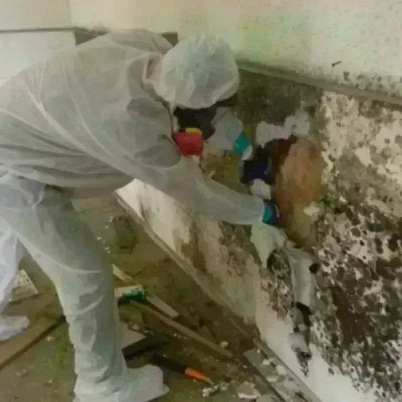 Mold Remediation and Removal in Ewing, NJ